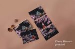 skret rəsm seti sakura, scratch art set